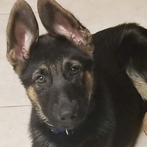 Meet your Posher, Kristin - Picture 1 of 1